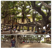 3rd Mar 2015 - Lahaina's Banyan Tree ... The Largest in the USA