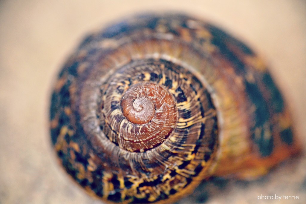 Snail shell by teodw