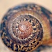 Snail shell by teodw
