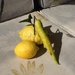 Lemons by chimfa