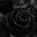 Roses are black.... by cocobella