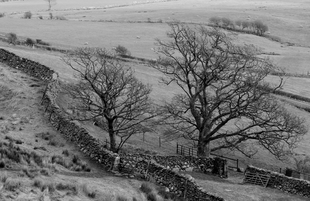 Sheep Pen, Gates and Trees by motherjane