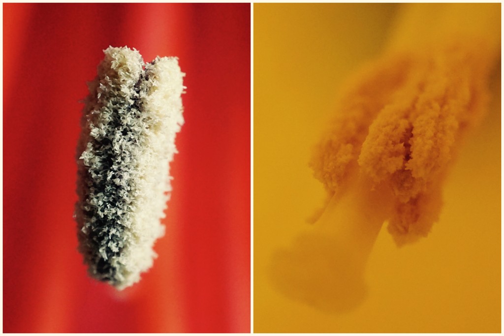 Pollen by mattjcuk
