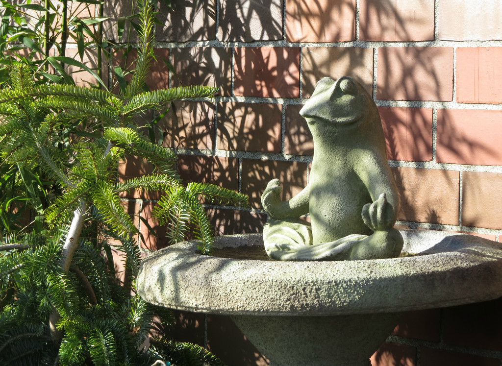 Ommmm -- Yoga Frog by seattlite
