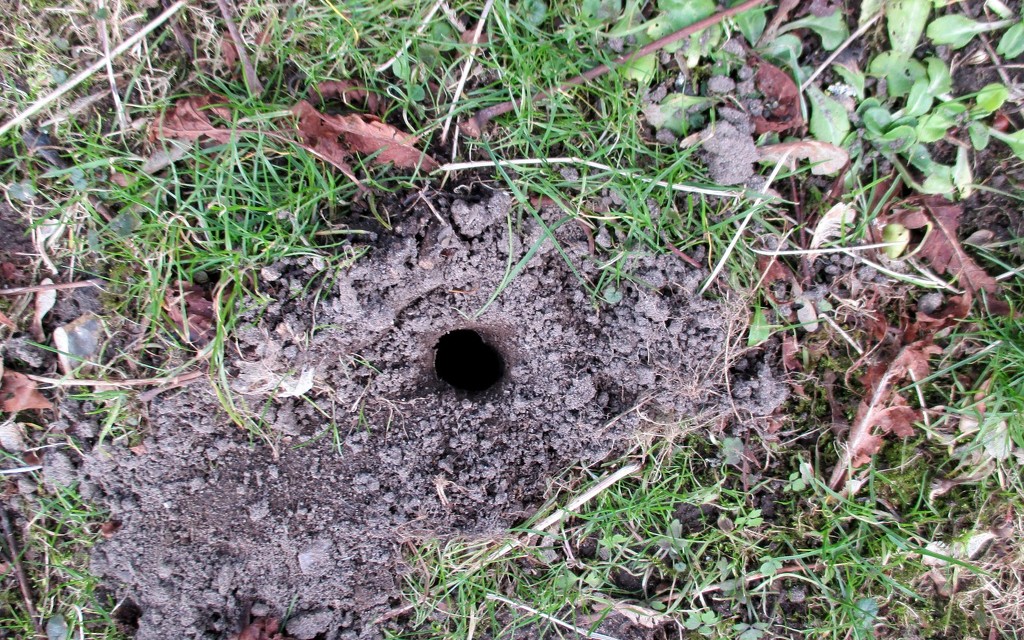 Mole Hole by g3xbm