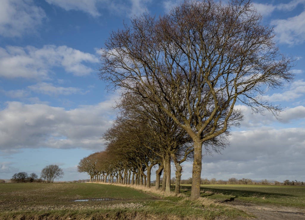 A single row of trees..... by susie1205