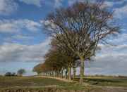 4th Mar 2015 - A single row of trees.....