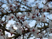 4th Mar 2015 - Blossom