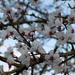 Blossom by flowerfairyann