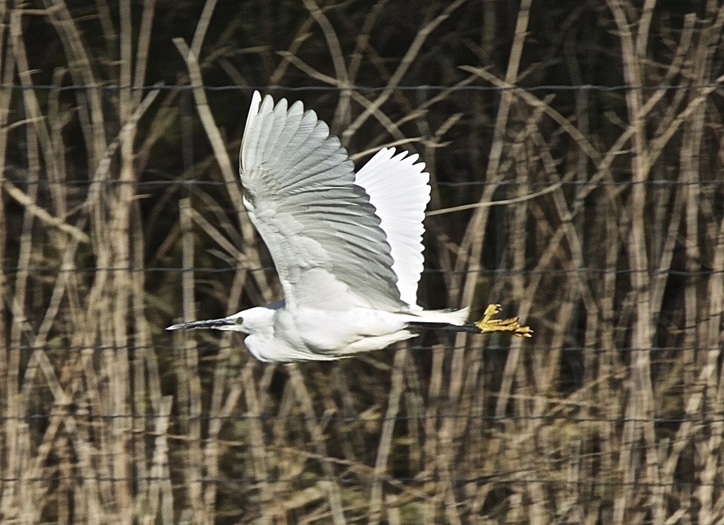 Egret in flight by padlock
