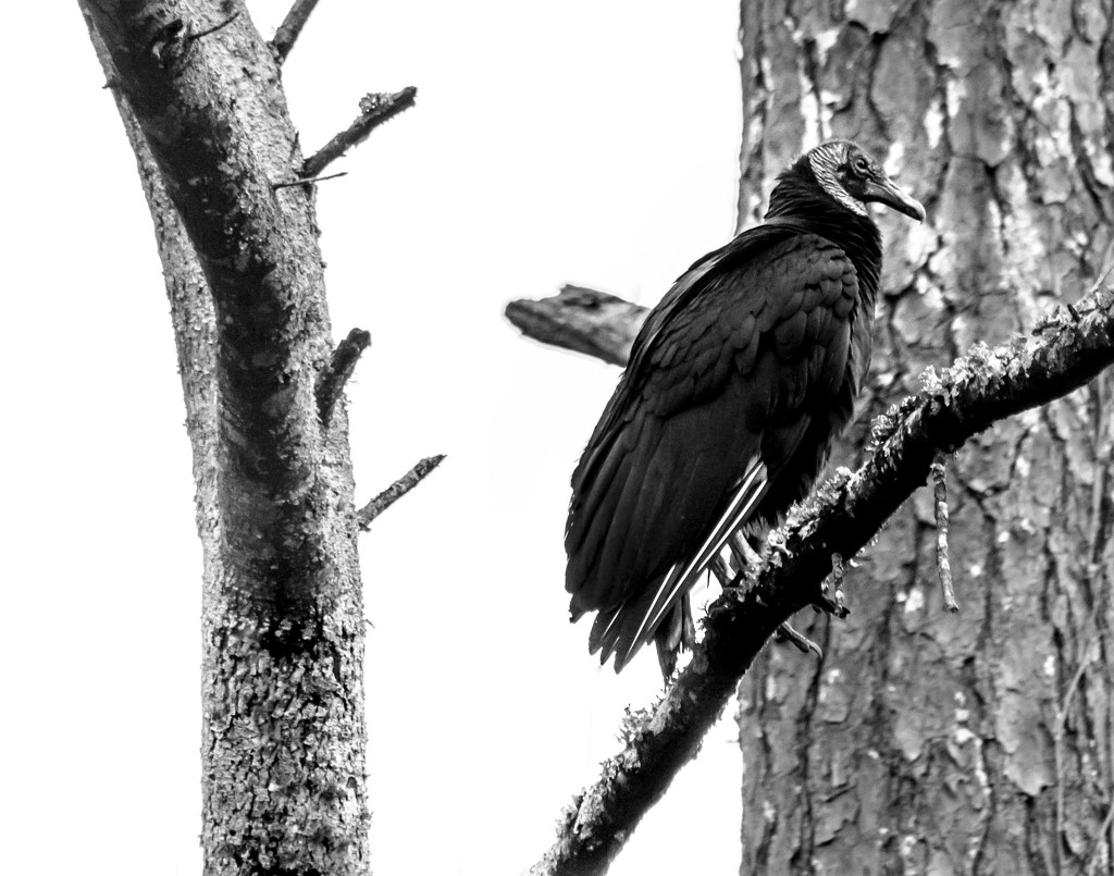 Vulture by darylo