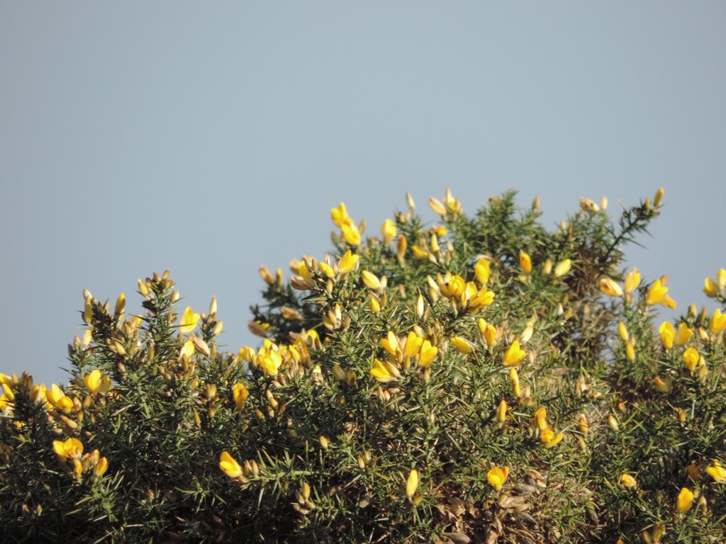 Gorse and Grey by roachling