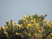 4th Mar 2015 - Gorse and Grey