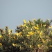 Gorse and Grey by roachling