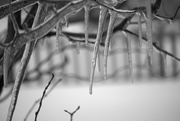 2nd Mar 2015 - The Icicles of March