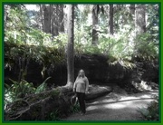 4th Mar 2015 - green in the redwoods