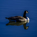 Goose On Blue Water by tonygig