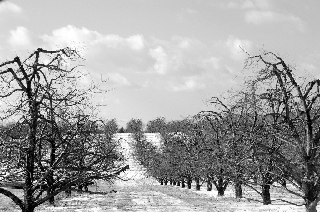 orchards in winter by francoise