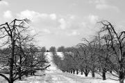 4th Mar 2015 - orchards in winter