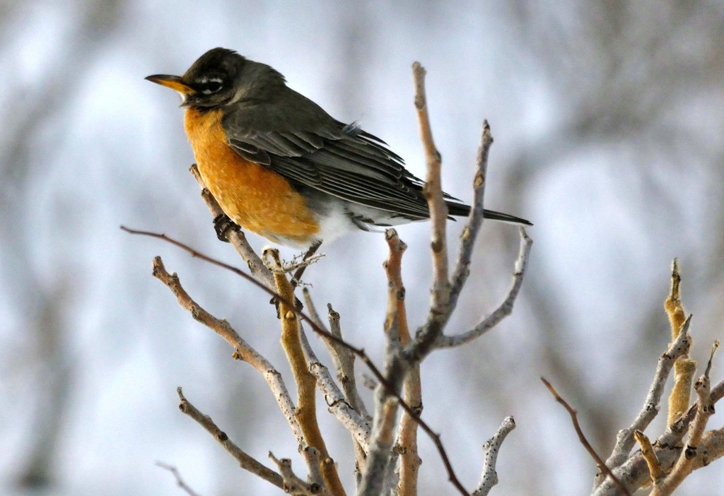 1st Robin of Spring by dianen