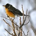1st Robin of Spring by dianen