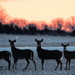 Four Deer at Sunrise by kareenking