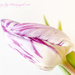 Tulip by tonygig
