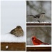 Bird Collage by essiesue