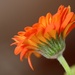Orange bloom by sarahlh