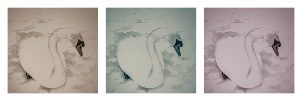 over-exposed mute swan by jackies365