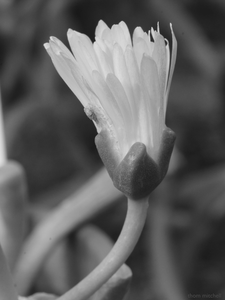 Flower of ‘Baby’s toes’ by rhoing