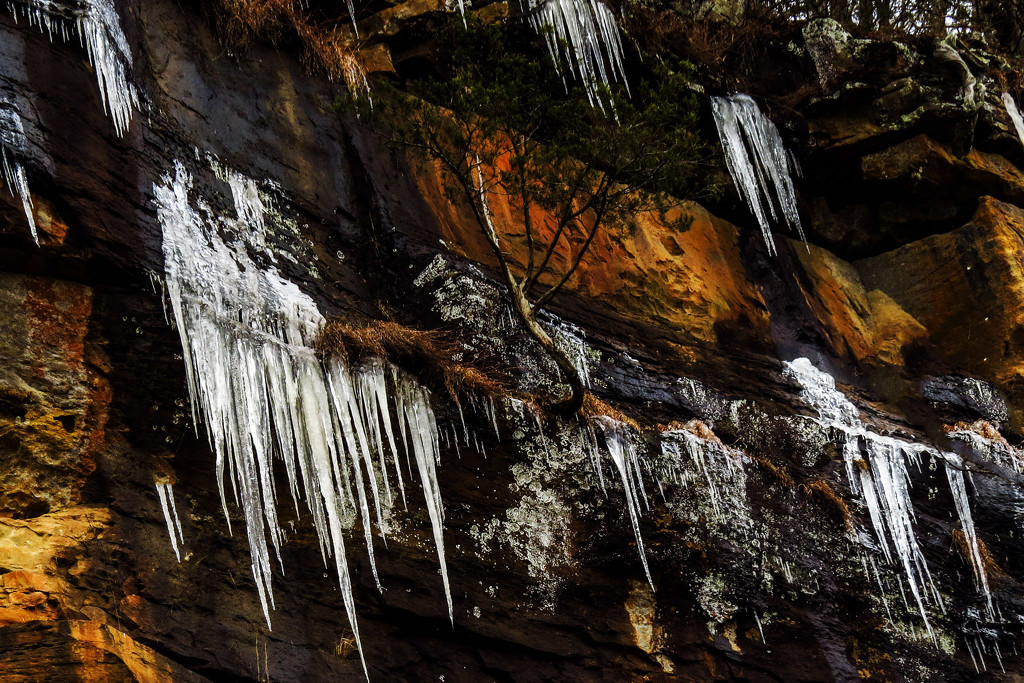 Icicles Hanging from the Bluff by milaniet
