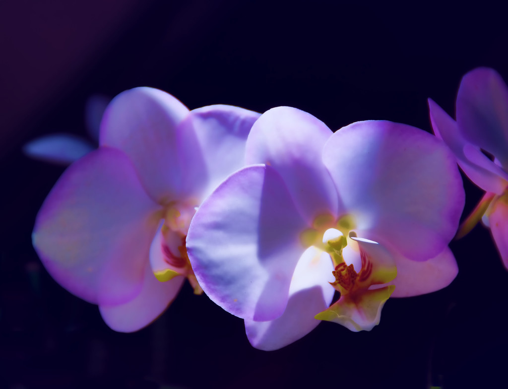 Floating Orchids by joysfocus