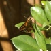 Tiny Butterfly by mozette