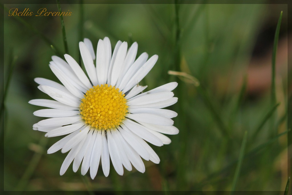 The Lowly Lawn Daisy by jamibann