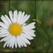 The Lowly Lawn Daisy by jamibann