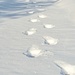 Footprints in the Snow by lynne5477