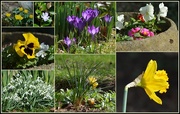 5th Mar 2015 - More spring flowers