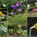 More spring flowers by rosiekind