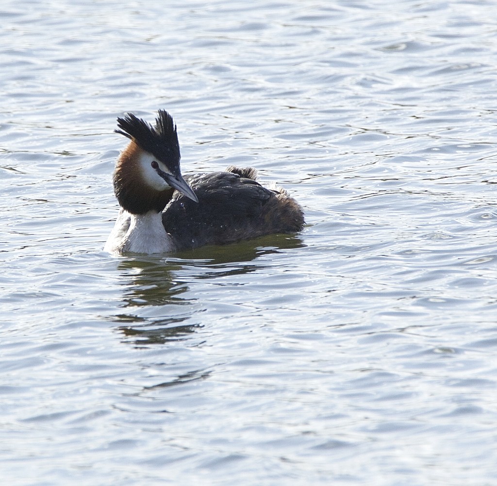 Great Crested Grebe in full plumage. by padlock