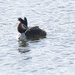 Great Crested Grebe in full plumage. by padlock