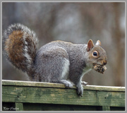5th Mar 2015 - Cheeky Squirrel