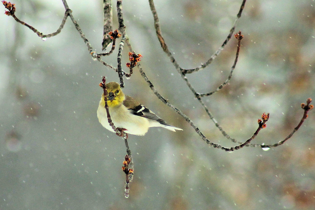 Snowy perch by cjwhite