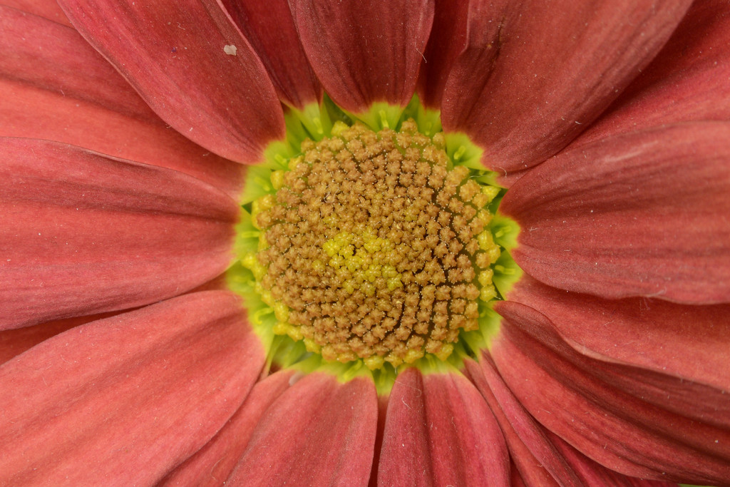 Flower by richardcreese