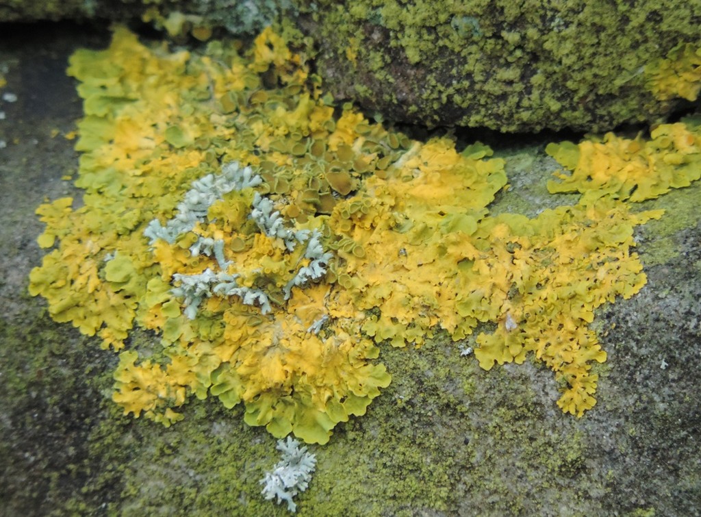 Lichen by roachling