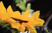 4th Mar 2015 - Sunflower