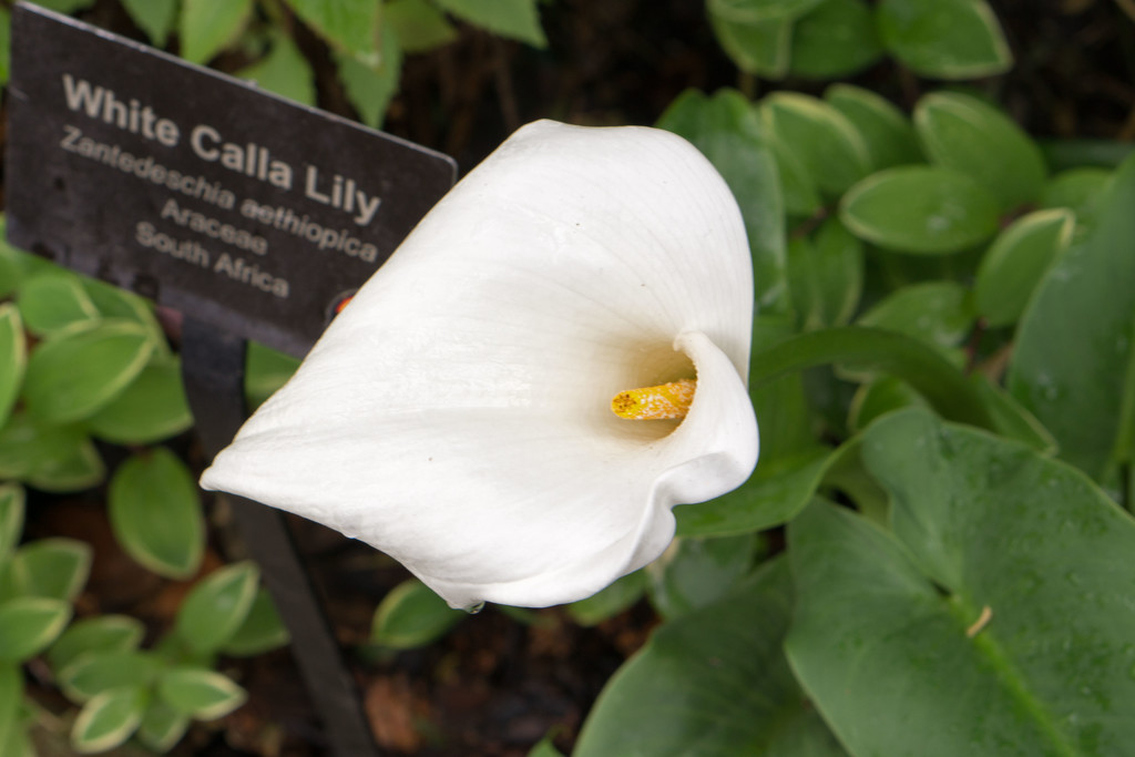 White Calla Lily by rminer