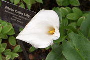 28th Feb 2015 - White Calla Lily