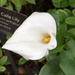 White Calla Lily by rminer