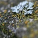 lichen seat by callymazoo